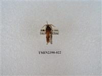 藏品(銀肩枯葉蛾)的圖片